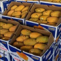 انبه لوکس