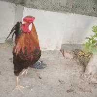 خروس