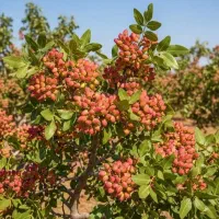 مشتری نهال۲ساله تا۶ساله میوه وصنوبر