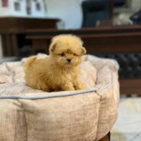 10تا پاپی سایز صفر و تیکاپ