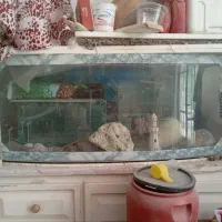 اکواریوم