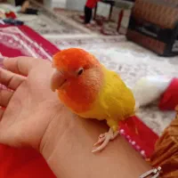 طوطی برزیلی