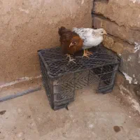 جوجه مرغ محلی