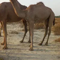 شتر ماده نزدیک دوسالشه سالم و سرحال
