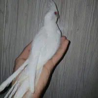 عروس هلندی