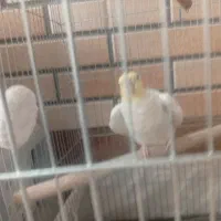 عروس هلندی ۵ ساله