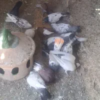 کفتر پرشی قیچی