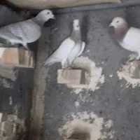 سلام|پرنده|جلگه ماژان, |دیوار