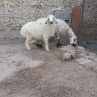 گوسفند
