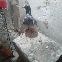 المانی کفتر