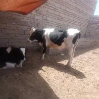 گوساله نر جارجی