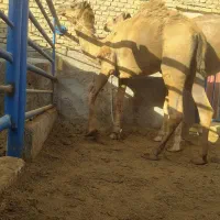 شتر