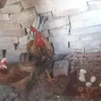 مرغ و خروس تخمگذار باهم