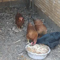 مرغ تازه تخم اومده