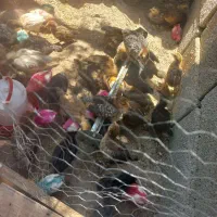 جوجه ۲۵ روزه