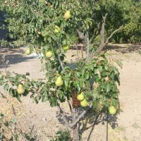 طرح-طوبی-یک-بن