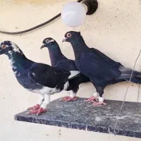 ۳تا کبوتر پلاکی باهم