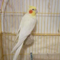 عروس هلندی نر لوتینو