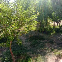 علف خرمن‌کوب شده