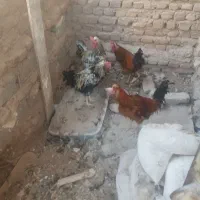 خروس  چاق وچله فروشی