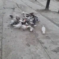 دورگ گرده ای با تهرانی ۲۵