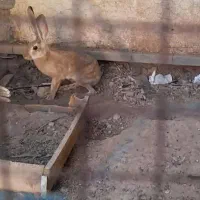 فروش خرگوش کوهی ماده