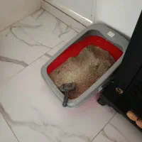 ظرف خاک گربه