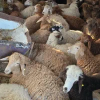 گوسفند دشتی و پروار شده