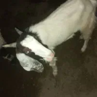 فروش بز
