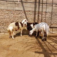 افشاری بره