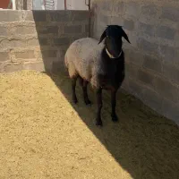 قوچ همو معاوضه با قوچ هترو