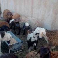 بره چاق جفتی ۸۰کیلو