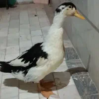 اردک ۵ ماهه