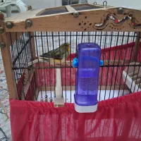 قناری ابلغ قرص خوان