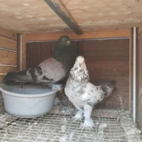 دو جفت اصیل کبوتر تضمینی