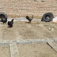 خروس بلک استار لاری درجه یک