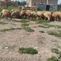۵۴راس بره نر