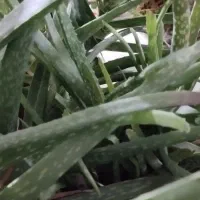 دکوری و تزیینی ( خانه و آشپزخانه )
