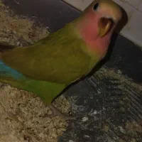 جوجه کوتوله دونخور رنگ خاص
