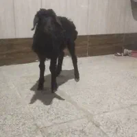 س دوستان یک بره مثل عروس 7500