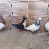 4‌عدد کبوتر مست