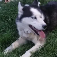 واگذاری هاسکی