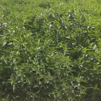 نعنا خشک و تازه به مقدار عمده و جزئی