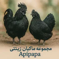 تخم مرغ نطفه دار و مولد