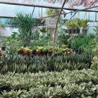 گل خانه گل وگیاه طبیعی وشاداب