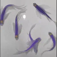 گوپی خاص و زبرا هیبرید|ماهی|شیراز, غدیر شمالی|دیوار