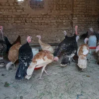 بوقلمون برنز و بوربون موقعیت گرمسار
