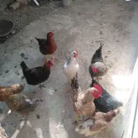 مرغ و خروس