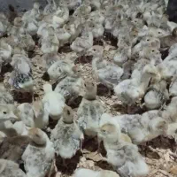 جوجه بوقلمون یک روزه