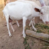 بزغاله نری